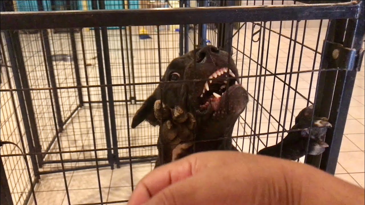 IMMENSE Aggression | 6 Mos Cane Corso Zeus | Center Stage Therapy
