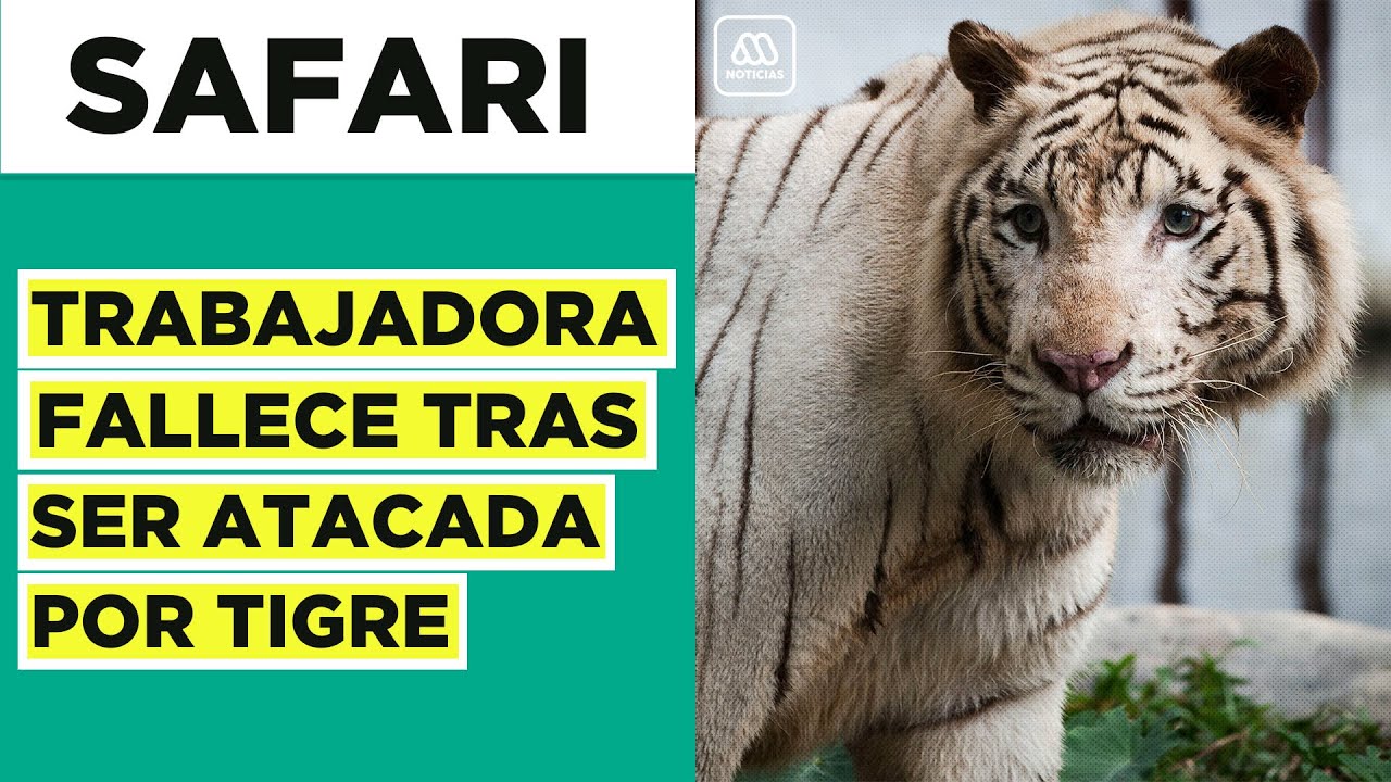 Joven trabajadora muere tras ser atacada por tigre en safari de Rancagua