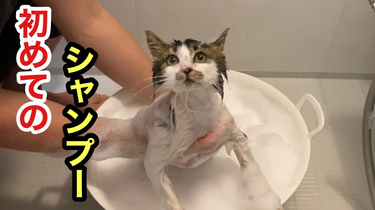 山で生き抜いた保護子猫を初めてシャンプーしたら ふわもこの美猫になりました
