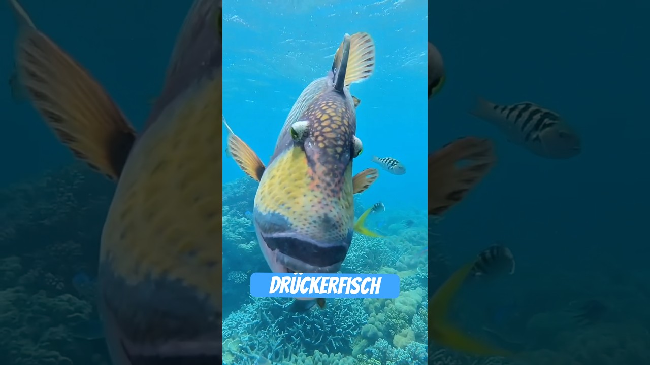 Dr&uuml;ckerfisch: Der aggressive Regenbogen unter Wasser