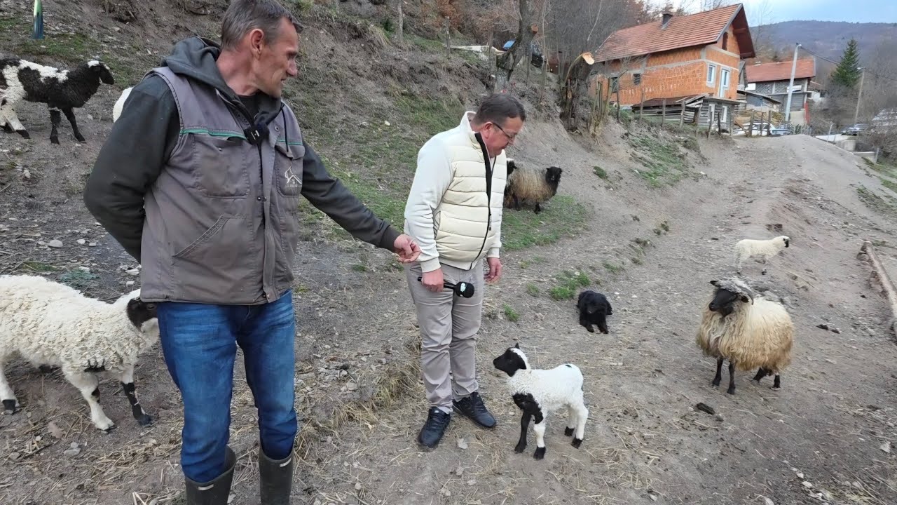 Gdje je mečka stala, vukovi nastavljaju – braća Skeho ne odustaju!