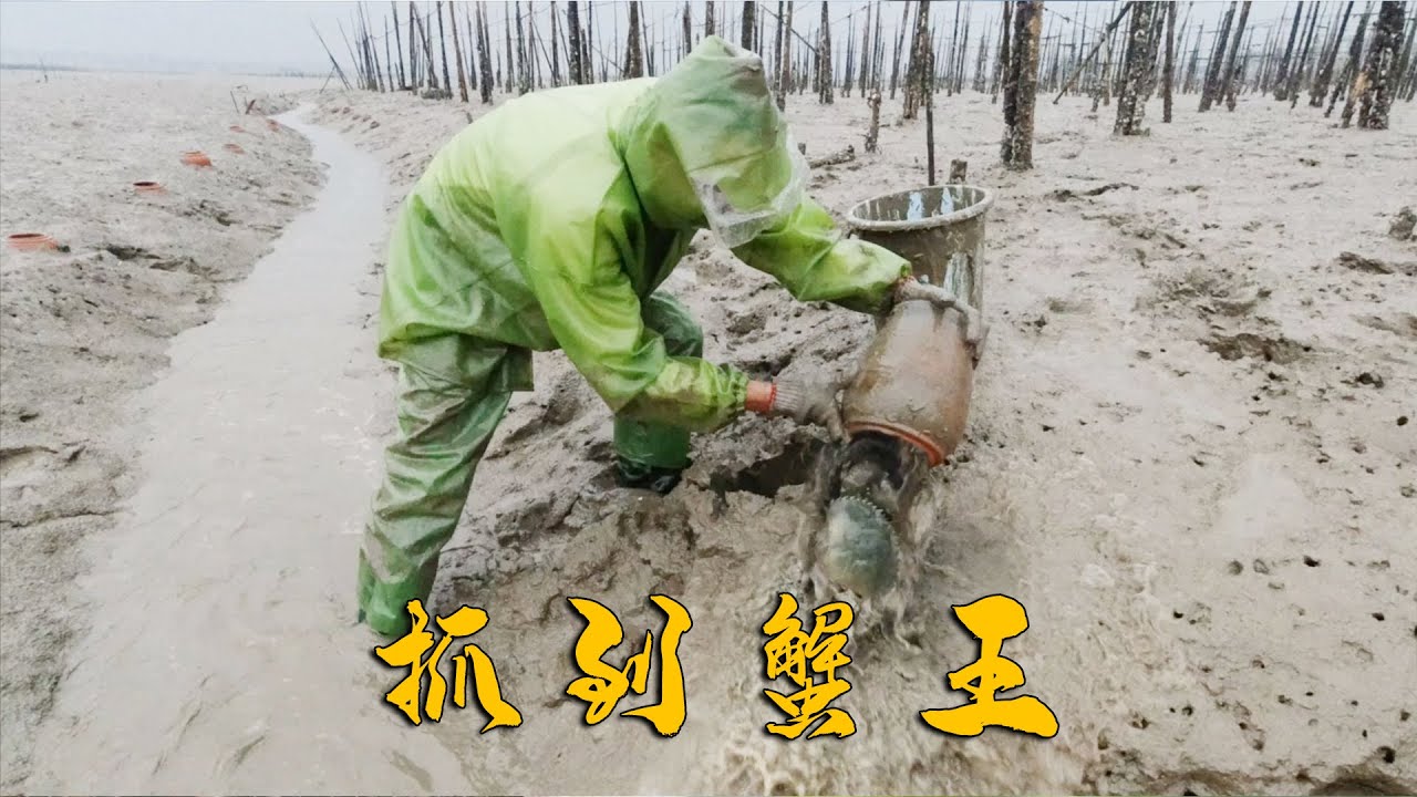 阿烽到滩涂收酒坛子，没想到竟抓到罕见蟹王，上岸就卖了几百块