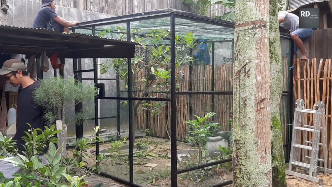 MEMBUAT KANDANG AVIARY MINI PLECI MURAI MINIMALIS PORTABLE TANPA LAS | RD AVIARY