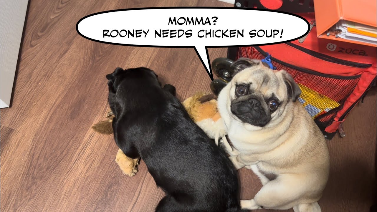 A Pug takes care of his Brother