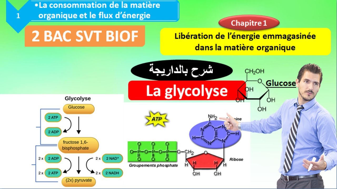 La glycolyse SVT 2 BAC SVT option francais (شرح بالداريجة)