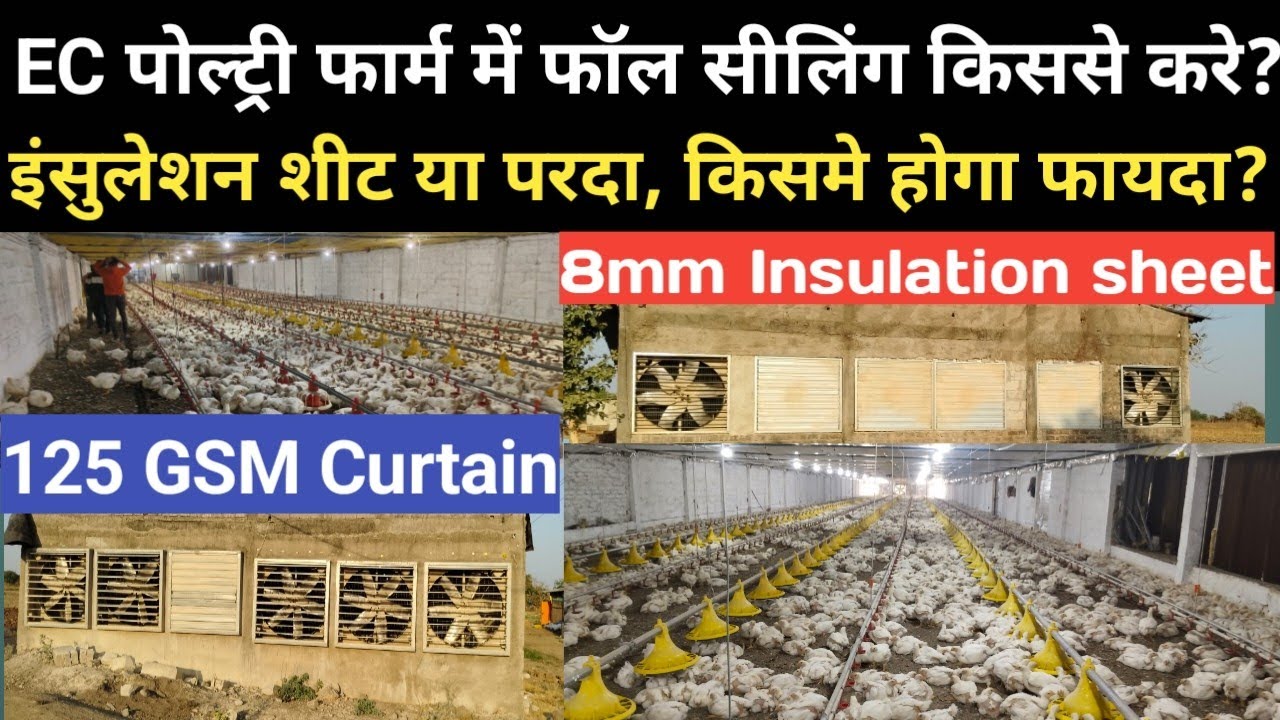 EC पोल्ट्री फार्म में फॉल सीलिंग कैसे करते हैं, इंसुलेशन शीट या परदा, किसमे होता है तापमान कम,