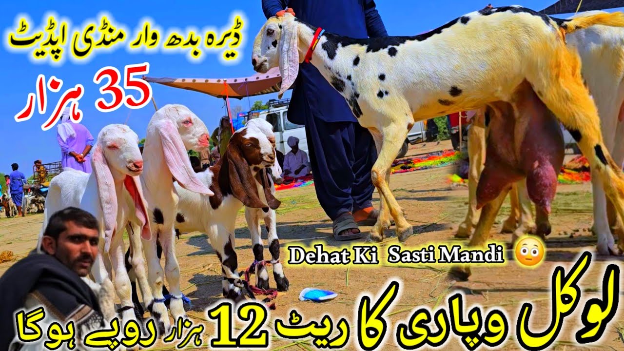 4 February 2026 Dera Ghazi Khan Mandi دیسی دوغلی بکریوں کی مارکیٹ گرگئی 3 بچوں کی ساتھ ریٹ 35 ہزار 