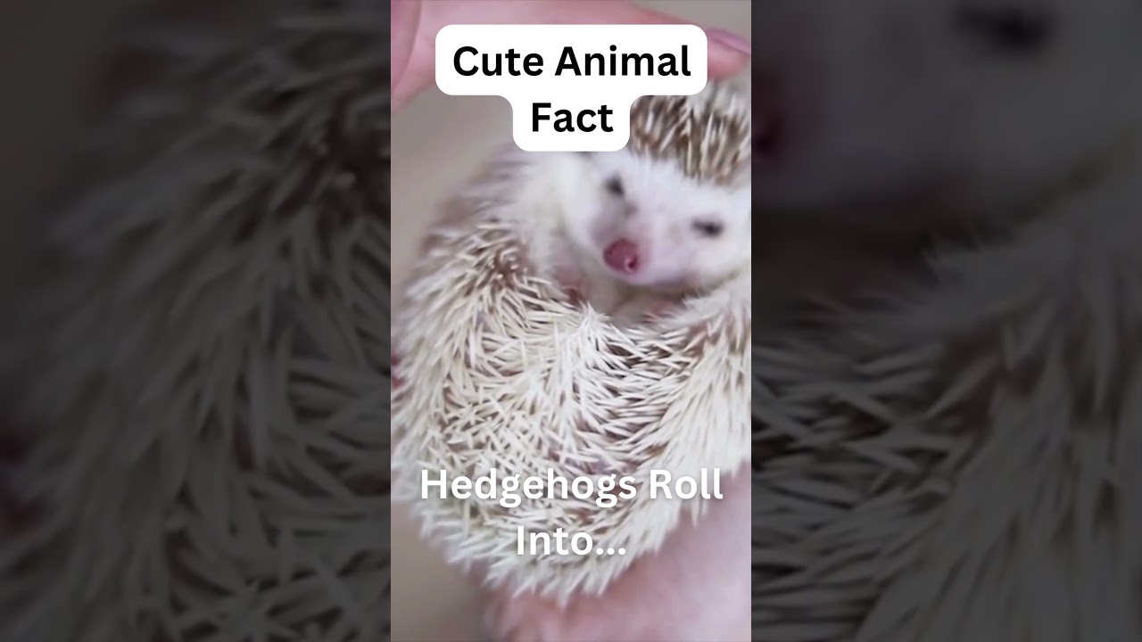 The Secret Art of Hedgehog Defense #adorablebabyanimals