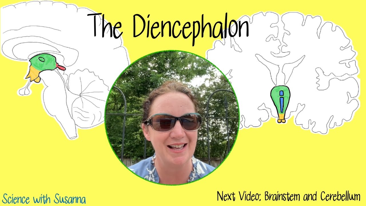 Nervous System - The Brain - The Diencephalon