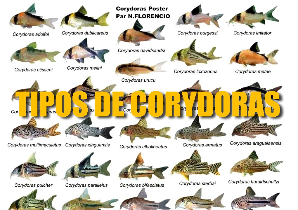 DIFERENTES TIPOS DE CORYDORAS