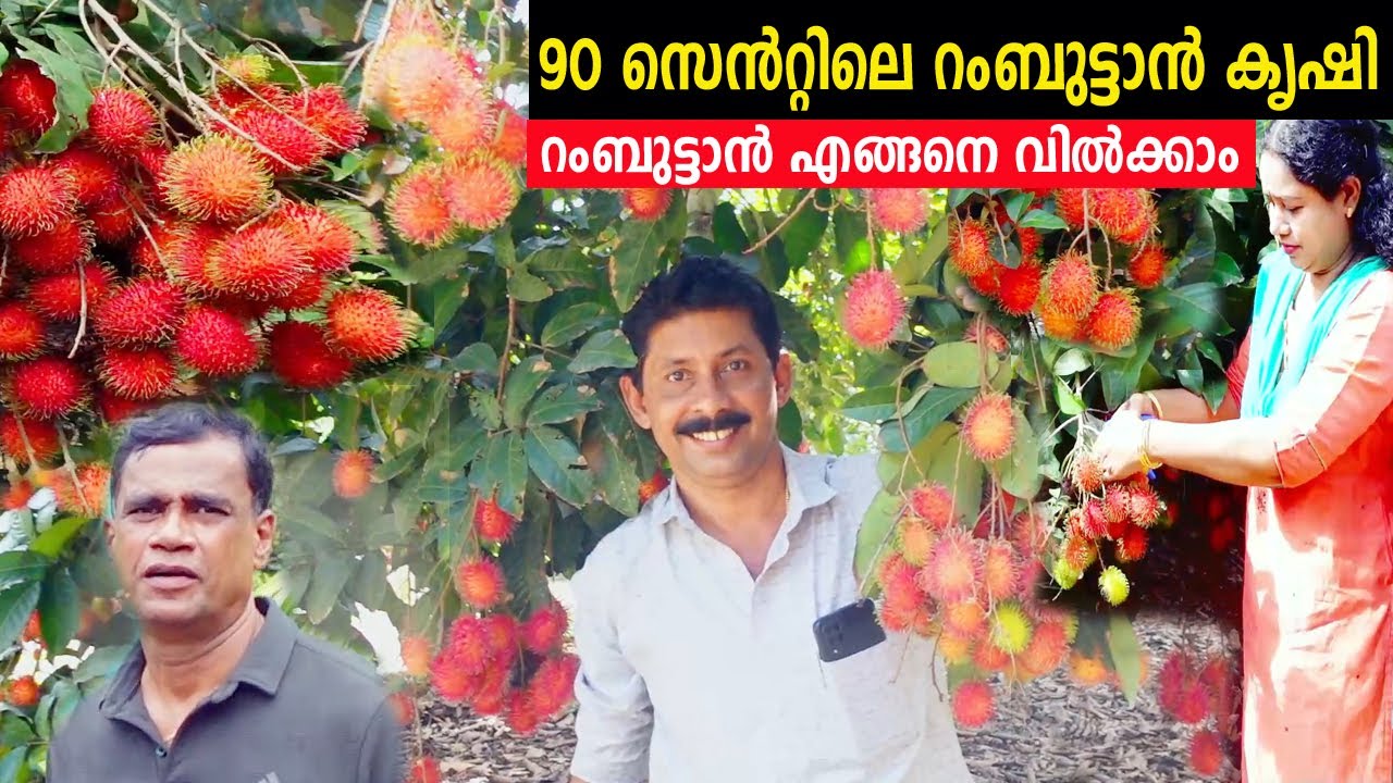 6 വർഷമായ റംബുട്ടാൻ്റെ അതിശയിപ്പിക്കുന്ന വിളവെടുപ്പ് |   Rambutan Farming Kerala Rambutan Krishi