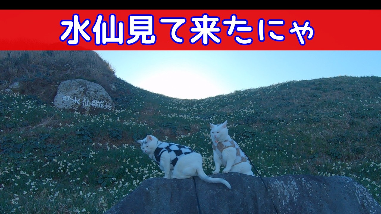 【散歩する猫】下田市爪木崎の水仙群落地で散歩