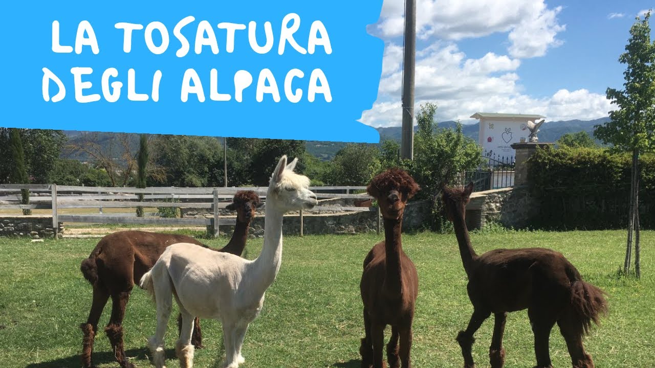 La tosatura degli Alpaca | Mielisa