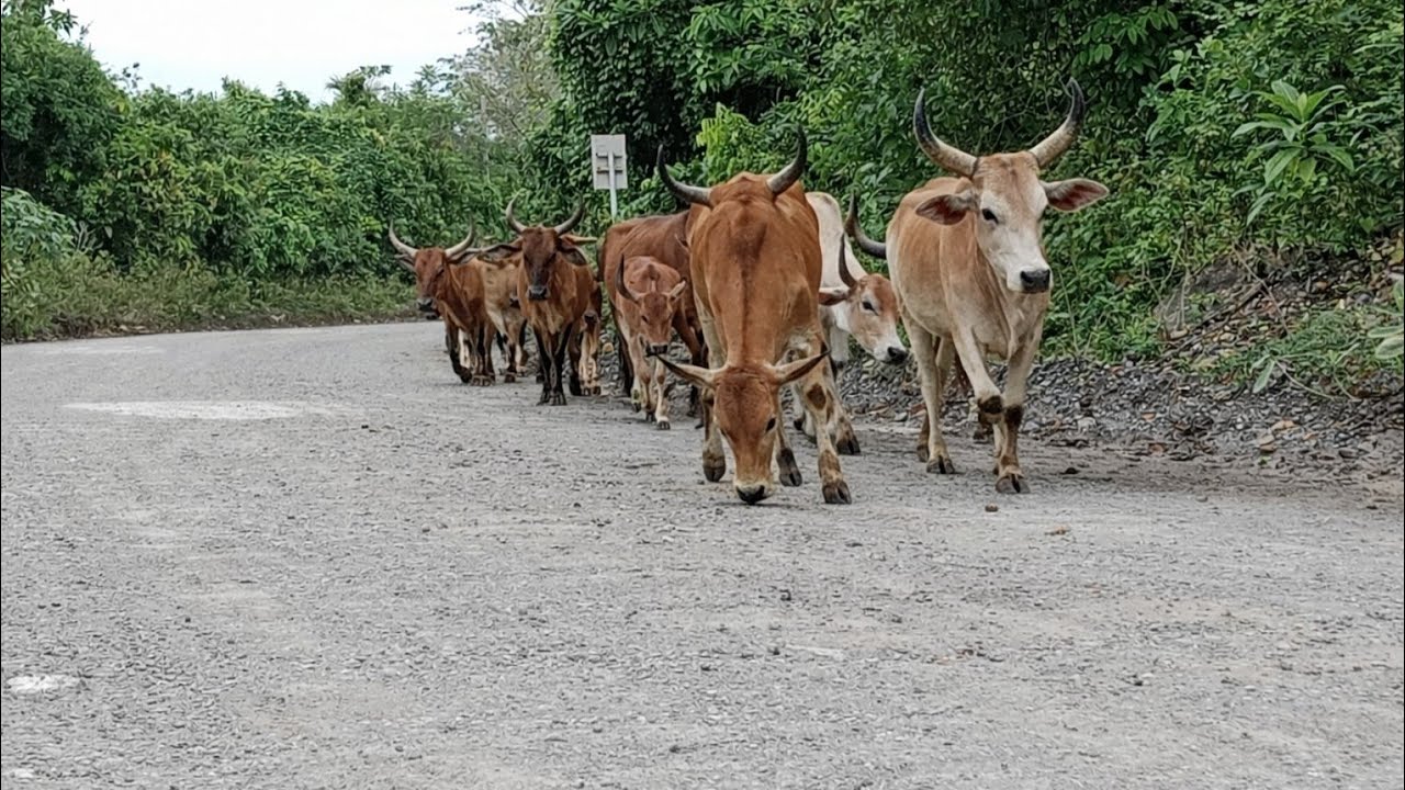 The herd of tame cows were having a great time walking in the morning.