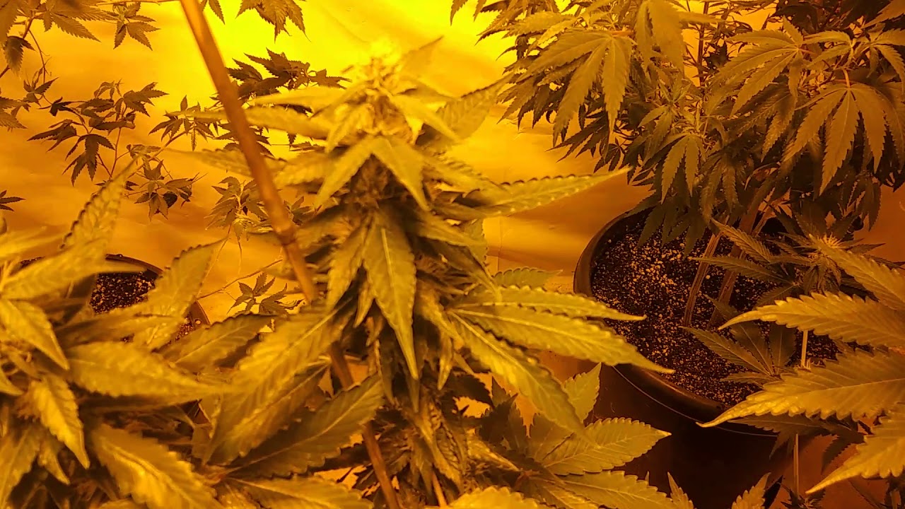 😾SOUR SUNSET INDOOR