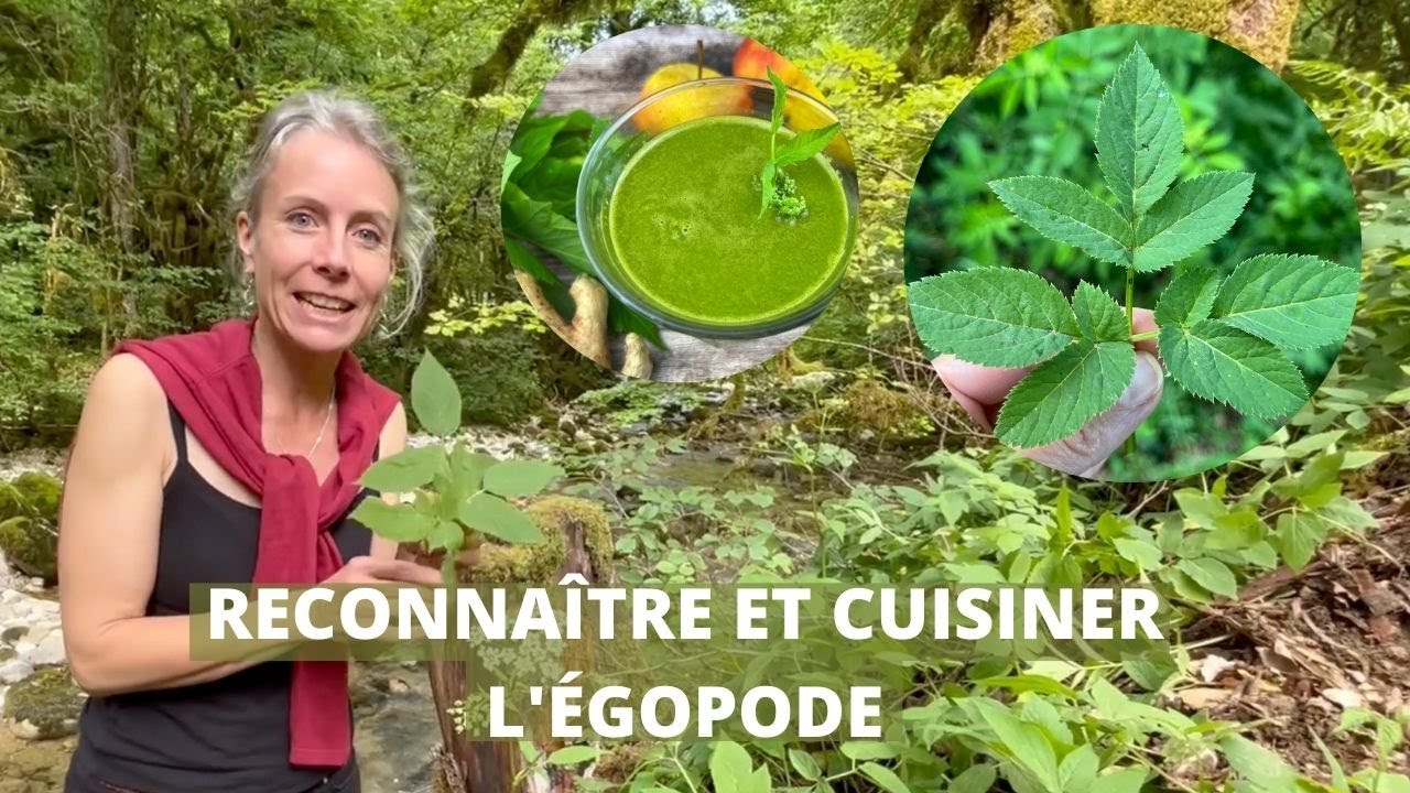 L&rsquo;&eacute;gopode de la cueillette &agrave; l&rsquo;assiette