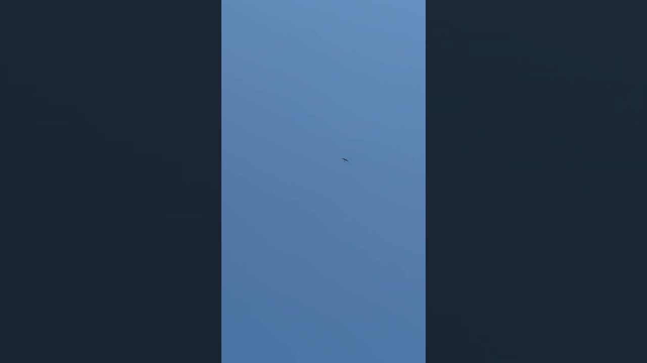 Common Nighthawk courtship display flight
