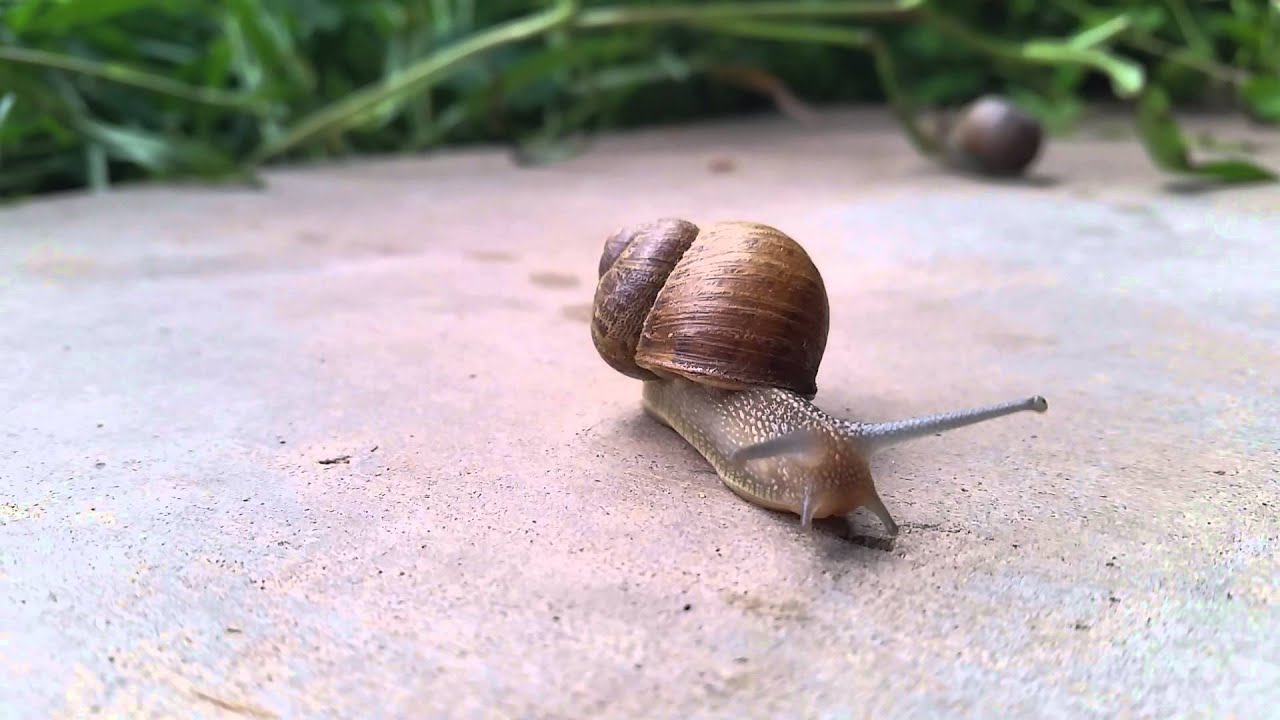 Snail Video - Ragnar Zion 2015