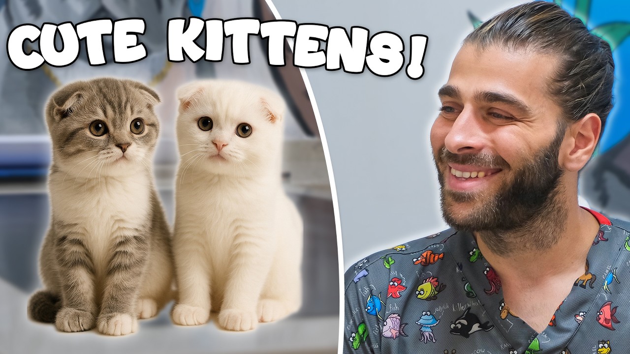 Котятам 2,5 месяца! (Очаровательные братья и сестры шотландской вислоухой кошки!)