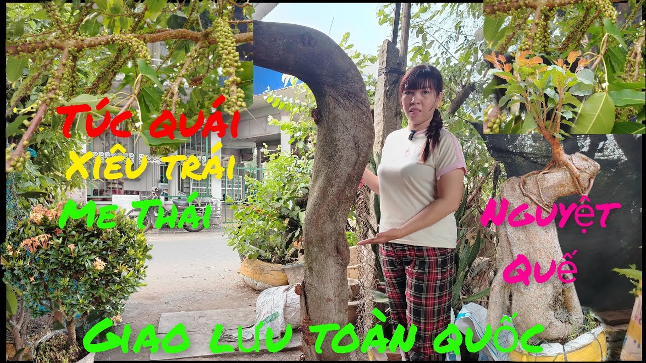 17/3 Giao lưu .Túc quái .me Thái .mẫu đơn .tùng Búp đỏ .chòi mòi .giá rẻ #lh0382354700#Baosíp ...