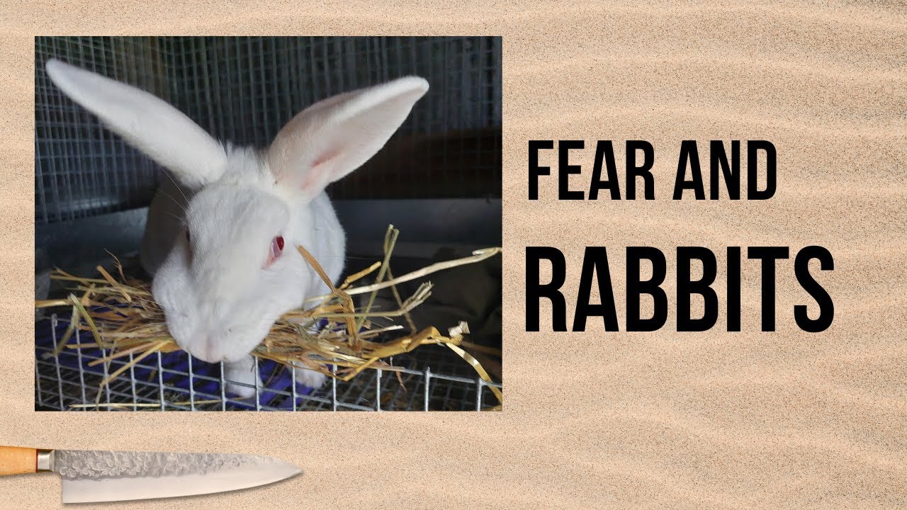 Fear and Rabbits