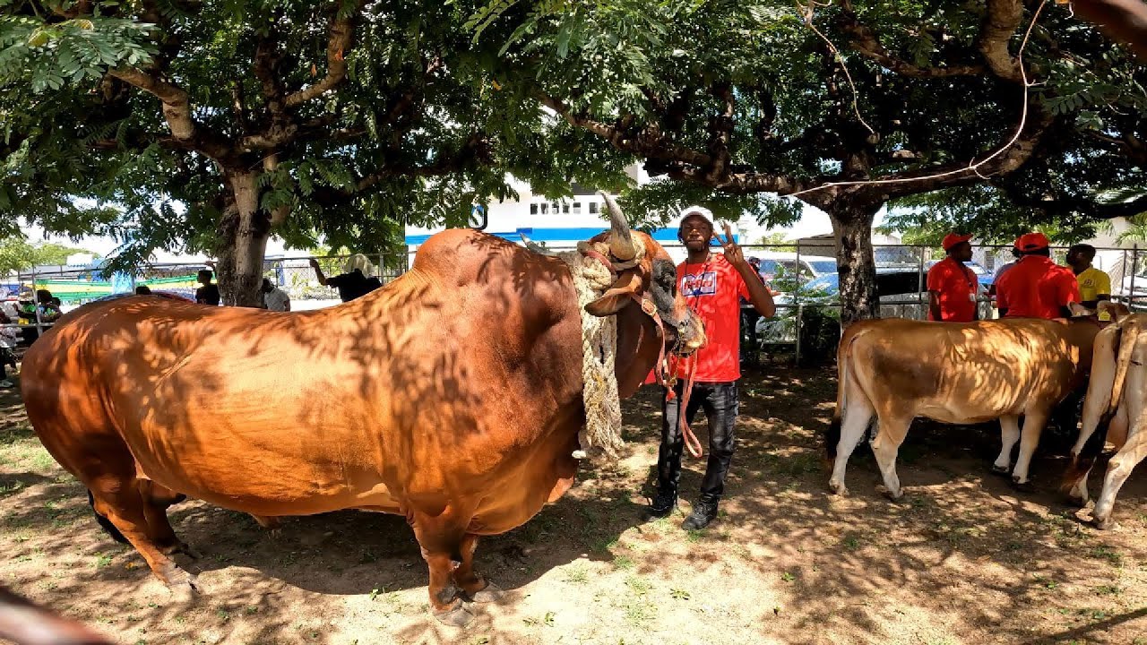 Denbigh 71st Staging| Is this Jamaica's Biggest Bull|? Learn About Agriculture
