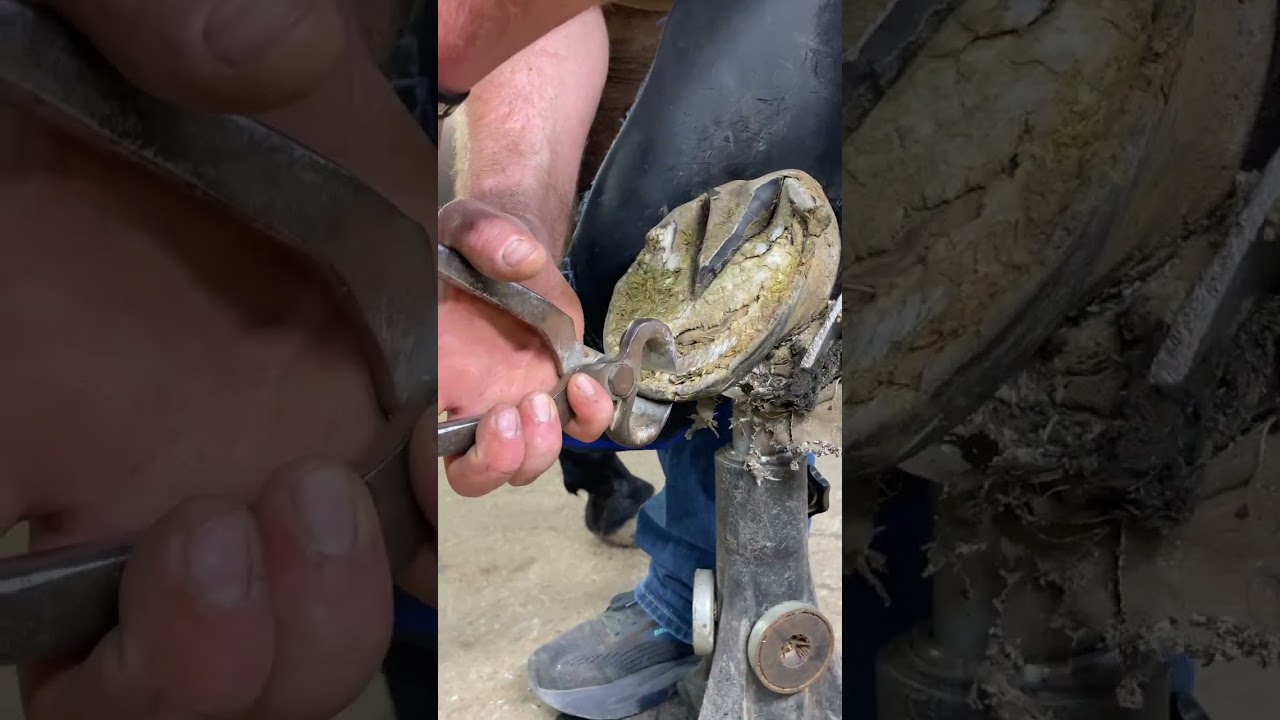 HOW TO - Trimming Off Long Toe