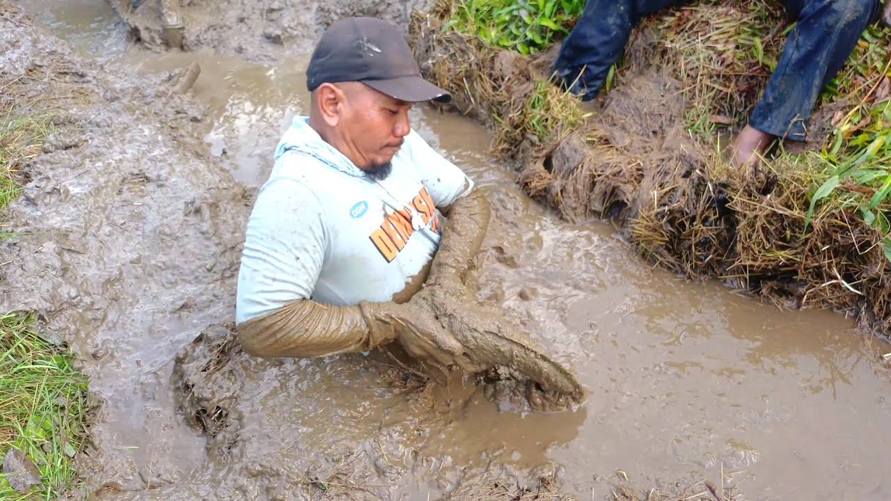 terangkat lagi babon monster gabus  di lumpur rawa