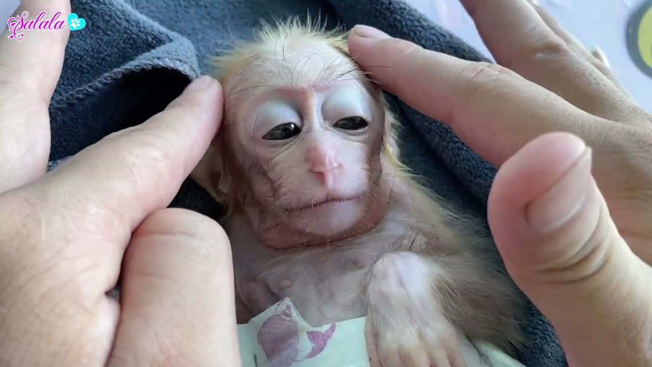 Dad massages and beautifies baby monkey