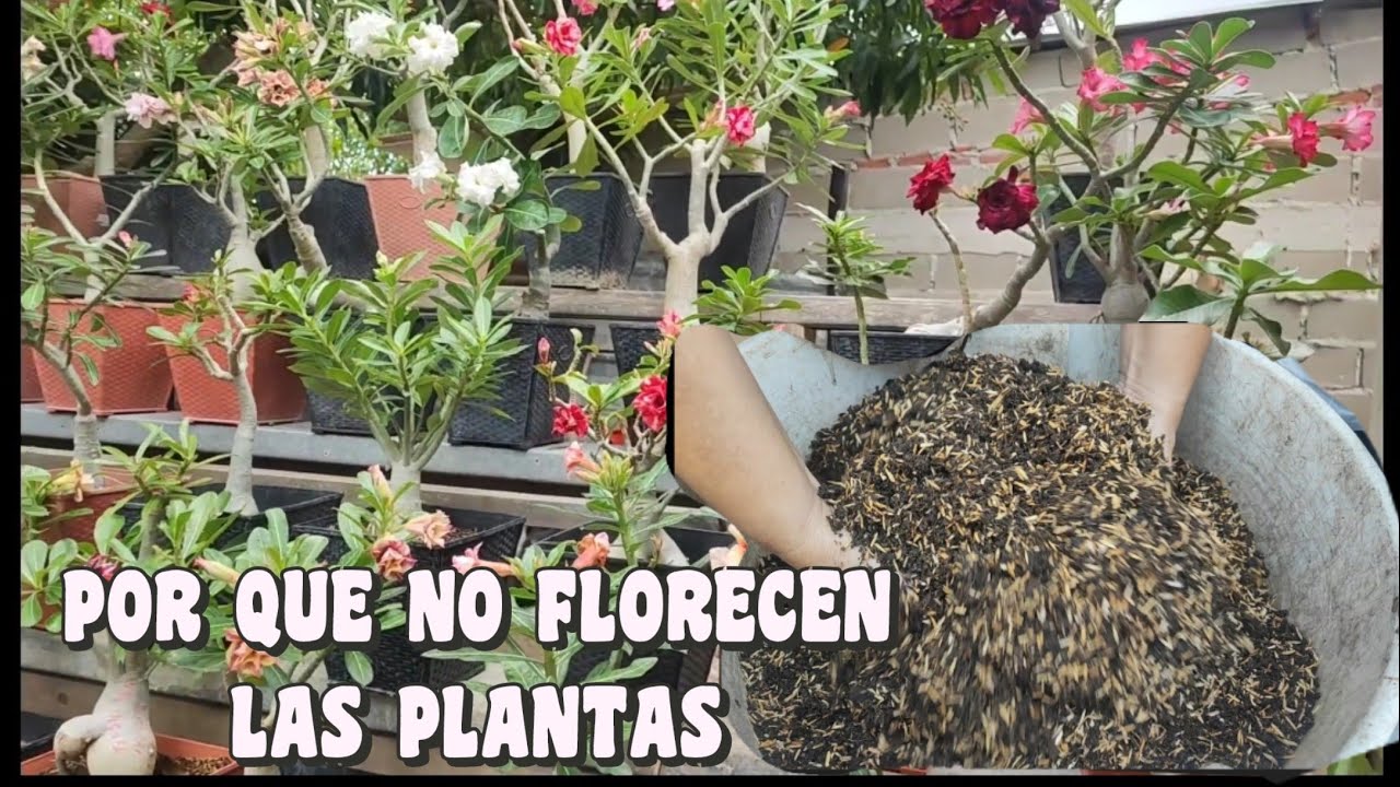 DONDE DEBES UBICAR LA ROSA DEL DESIERTO PARA QUE FLORESCA RAPIDO
