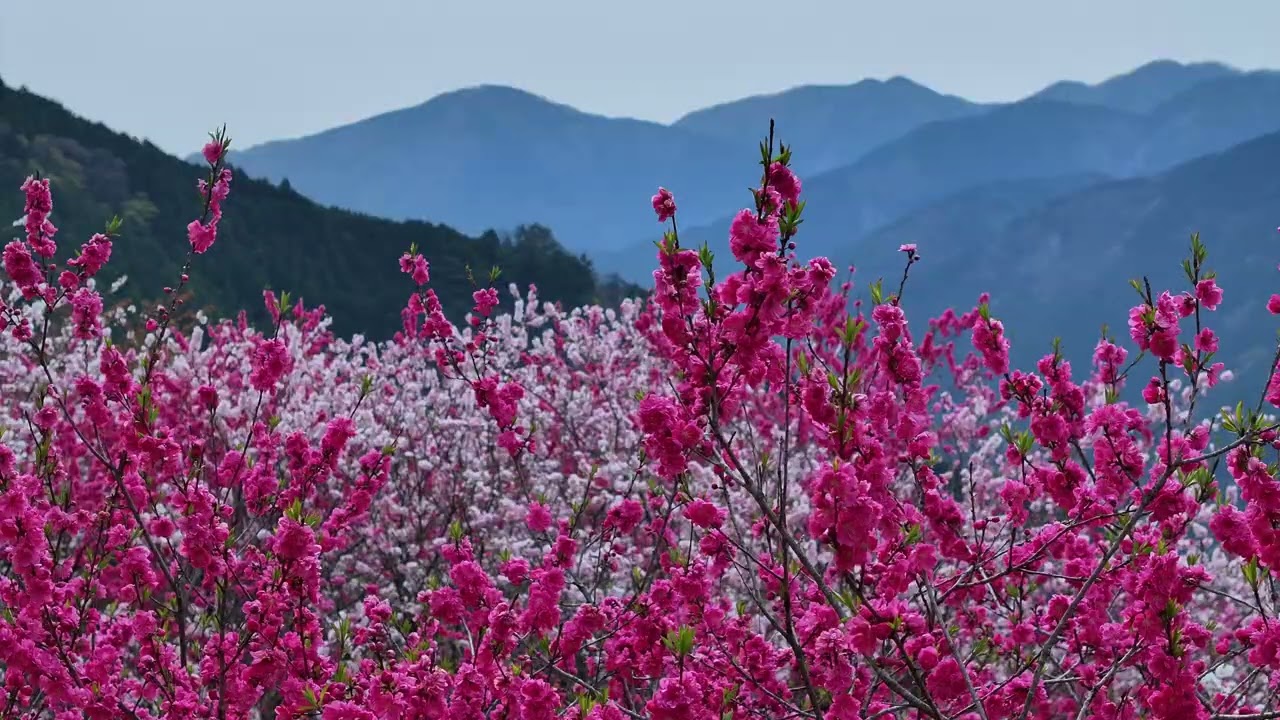 2025 花桃の里4K