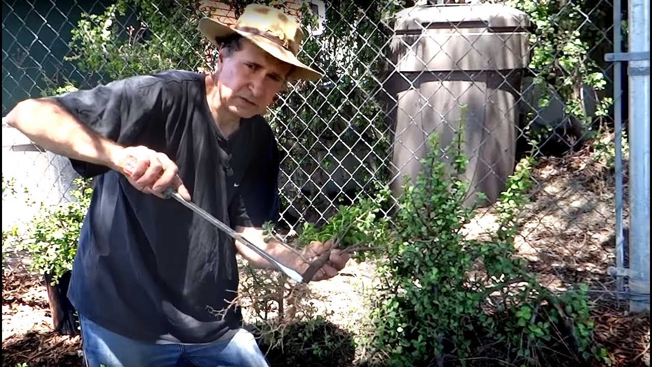 Elephant Bush Propagating Growing Planting This Succulent Food in the Garden