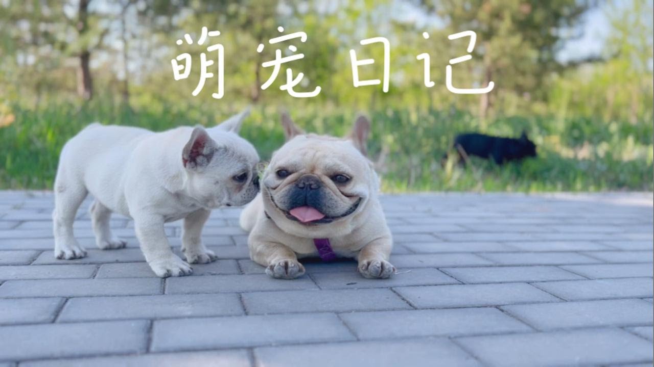 【法国斗牛犬】奶油法斗爸爸菠萝和女儿，还有个黑虎斑干女儿～