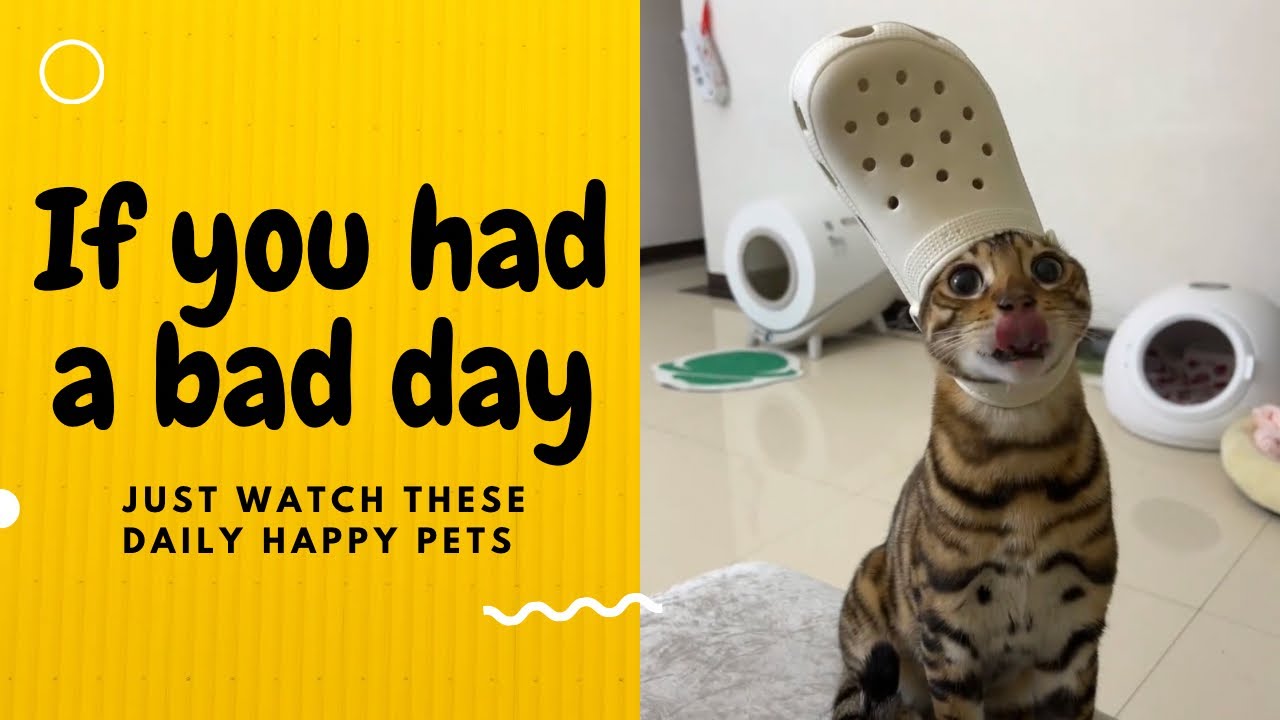 If you had a bad day, just watch these daily happy pets | Day 1