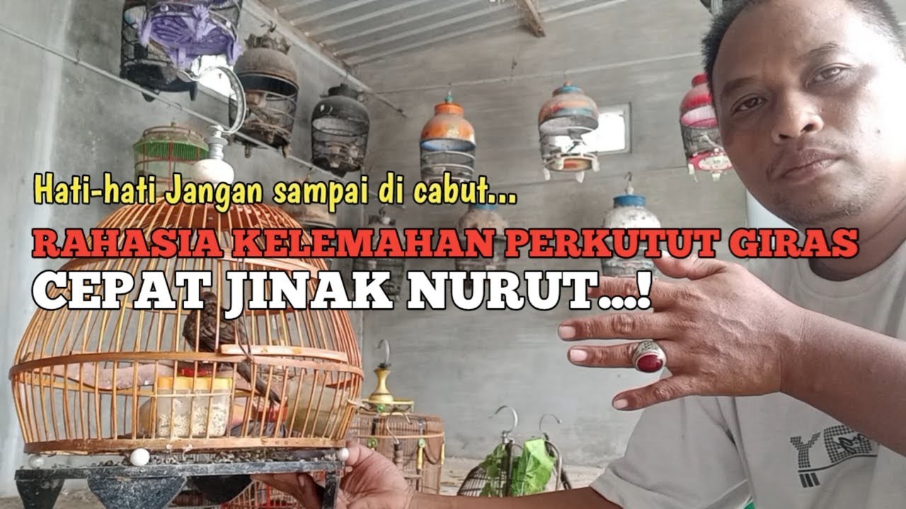 KELEMAHAN PERKUTUT LOKAL GIRAS MENJADI JINAK!!! Hati2 Jangan Sampai Kecabut