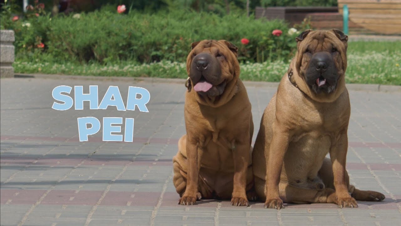 Shar Pei Dog Breed 101