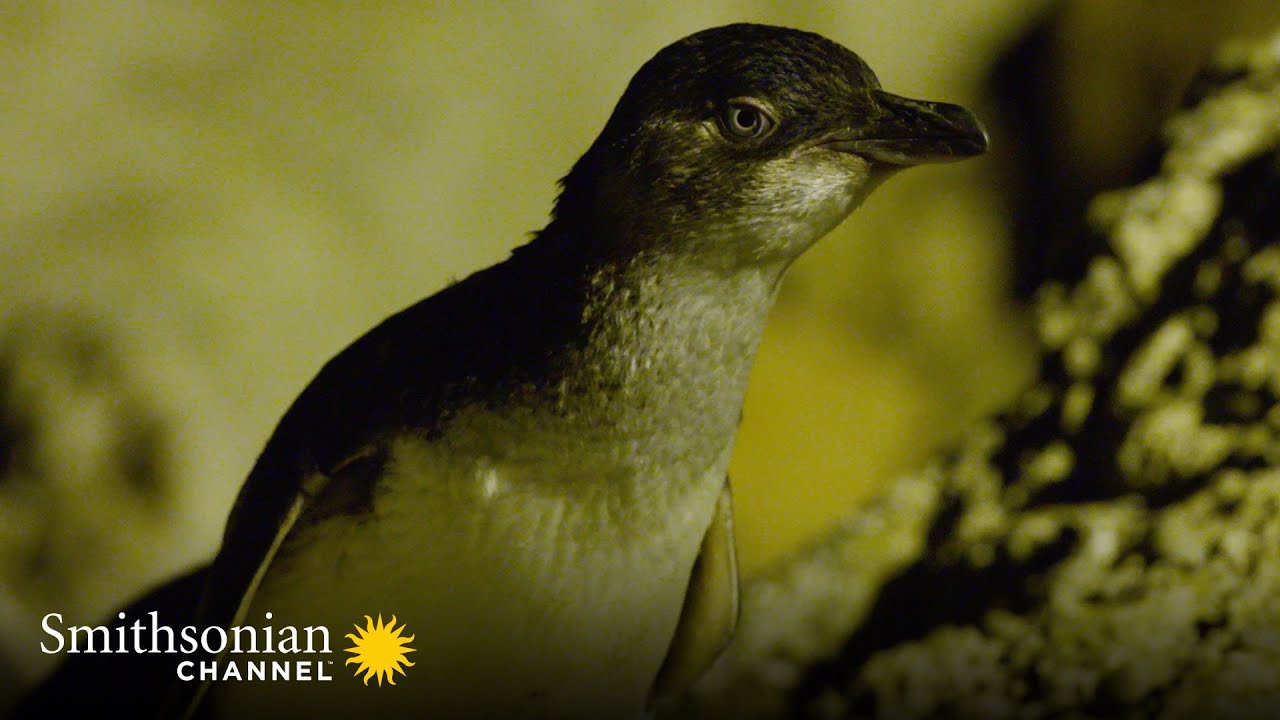 Two ‘Little Blue’ Penguins Evade a Lurking Predator 🐧 A Tale of Two Penguins | Smithsonian Channel