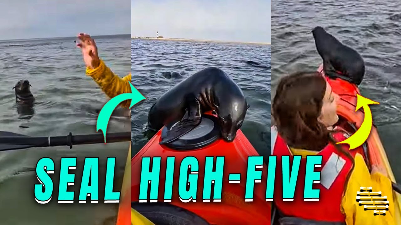 Kayakers' Adventure with Friendly Seals (Including High Five)