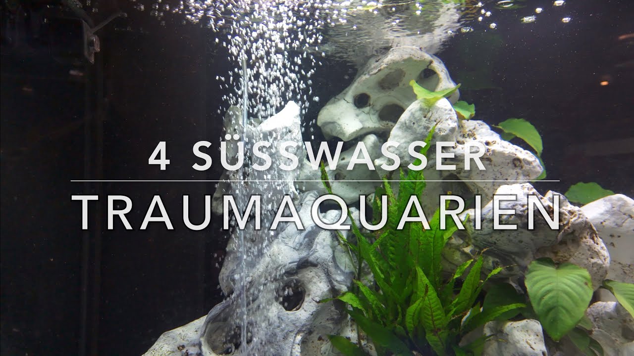 4 verschiedene S&uuml;&szlig;wasser Traumaquarien auch Oase Highline 400 - Einrichtungsbeispiele Bunt