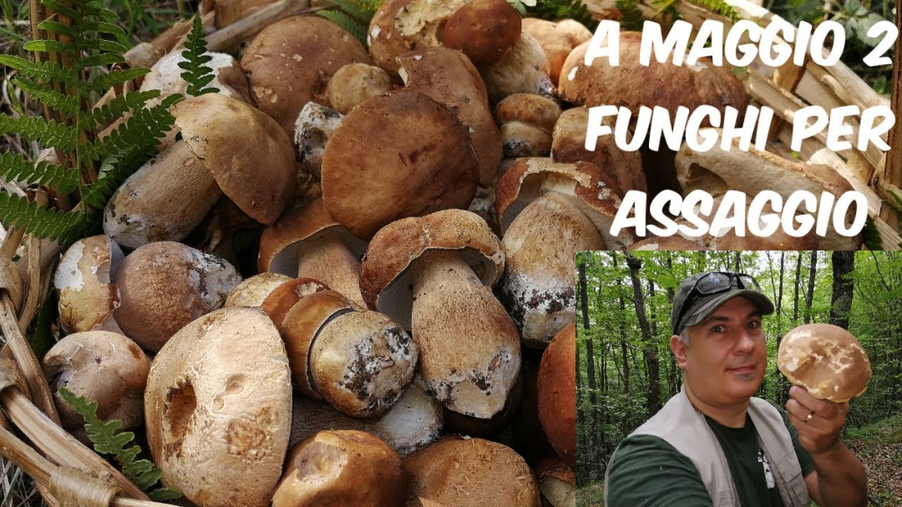 A MAGGIO 2 FUNGHI PER ASSAGGIO