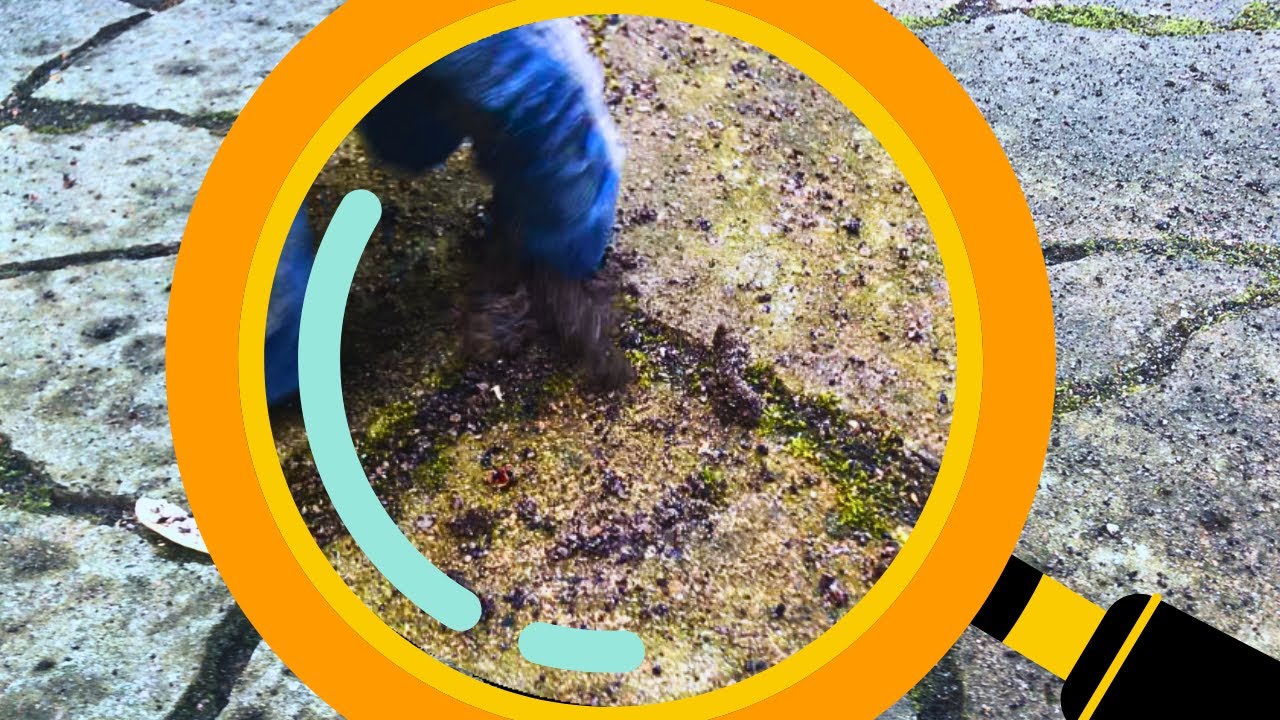 Why is Moss or Mold Growing on My Pavers