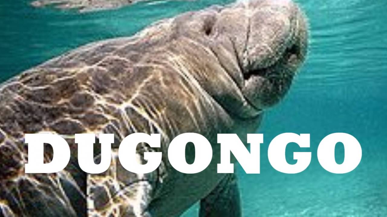 dugongo film