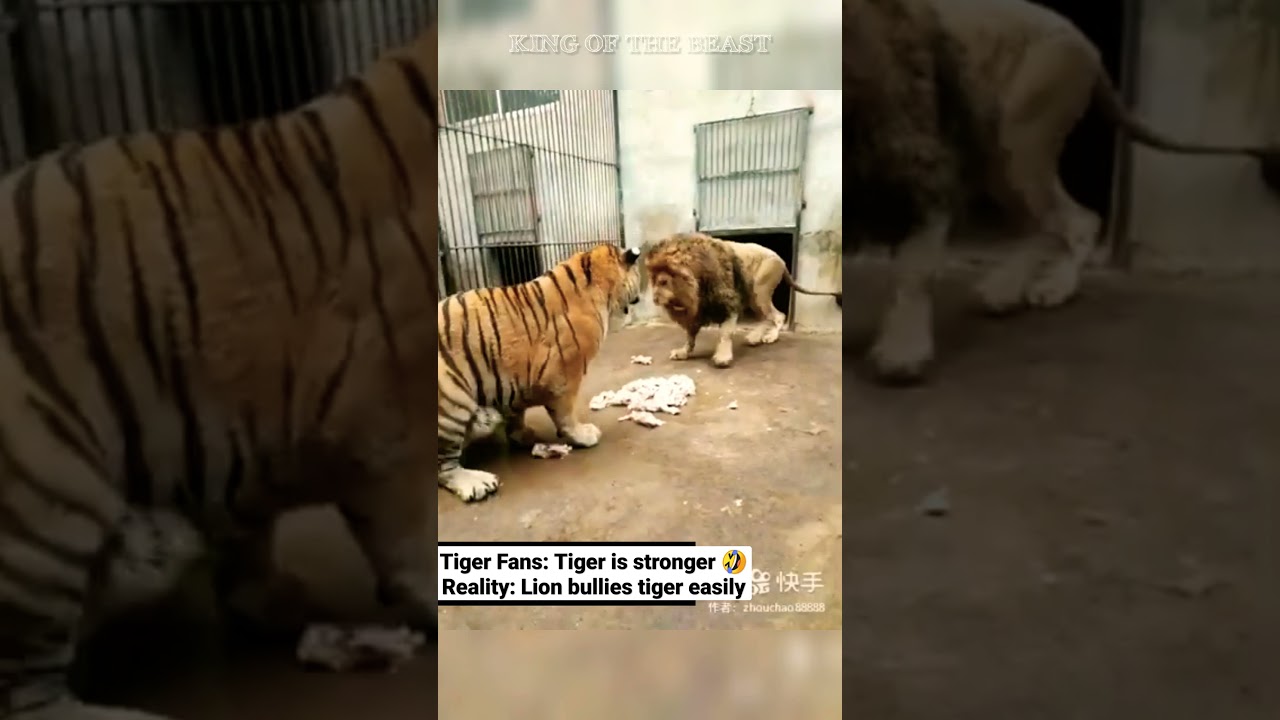 The lion eats first, tiger eats what's left #shorts