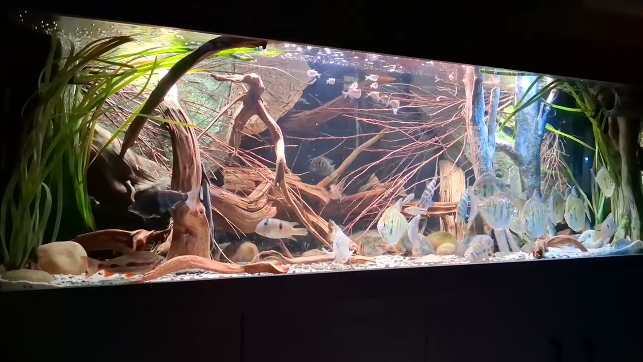 Amazon tank