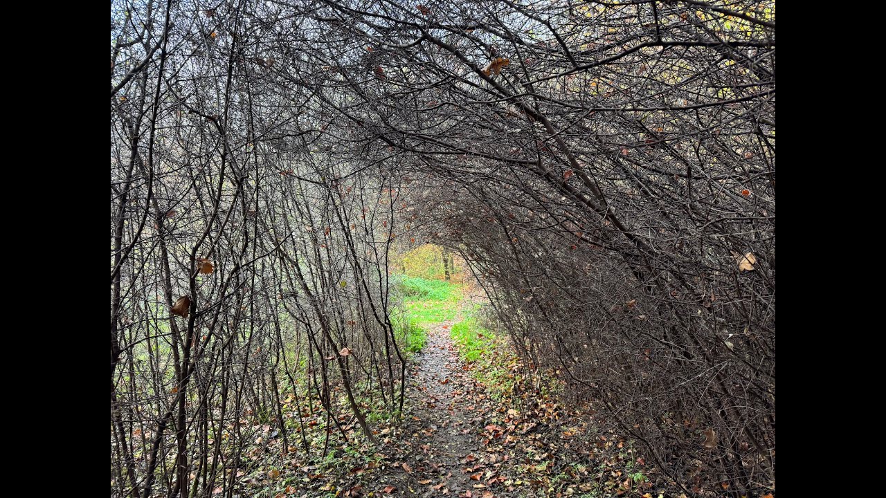 Round Reading Walks Day 3: Henley-on-Thames To Pangbourne