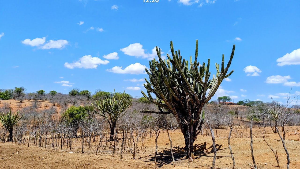 CALOR AO EXTREMO, DIAS MUITO QUENTES,  QUE ESTAMOS VIVENCIANDO NESSE PERÍODO DE VERÃO. 