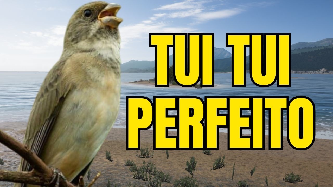 CANTO DO COLEIRO TUI TUI PERFEITO PARA ESQUENTAR COLEIRO E ENSINAR COLEIRO E PAPA CAPIM PARDO