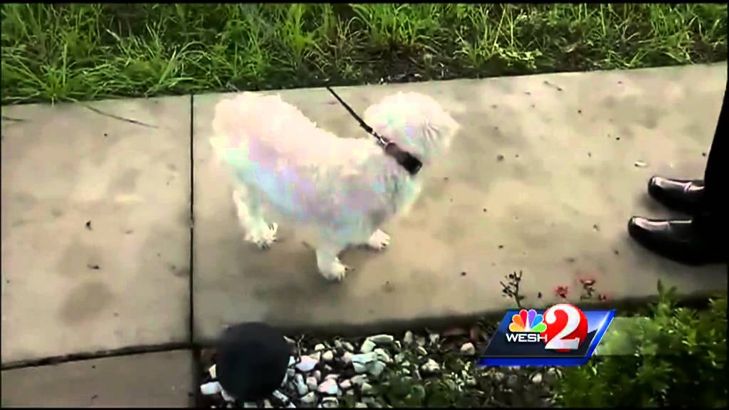 Ocala man: Coyotes grabbed dog