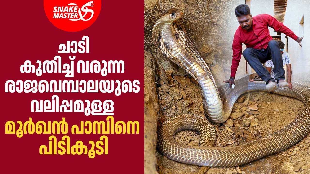 ചാടി കുതിച്ച് വരുന്ന രാജവെമ്പാലയുടെ വലിപ്പമുള്ള മൂർഖൻ പാമ്പിനെ പിടികൂടി | Vava | Snakemaster 1112