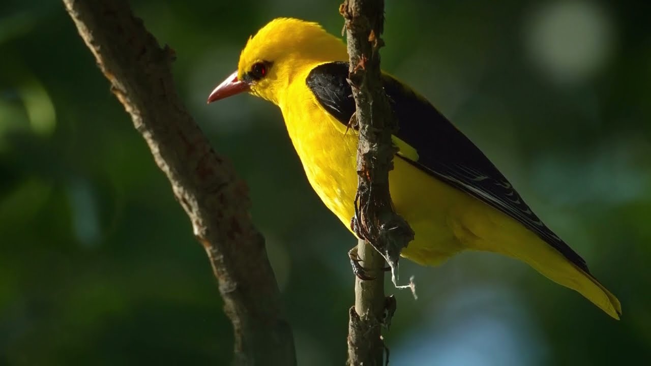 The Golden Oriole: Close Up HD Footage (Oriolus oriolus) #birds #birdwatching #birdslover #wildlife